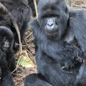  Gorillas (Congo)